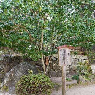 宝満宮 竈門神社の写真26