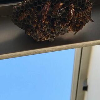 ハチ駆除Beebustersの写真16