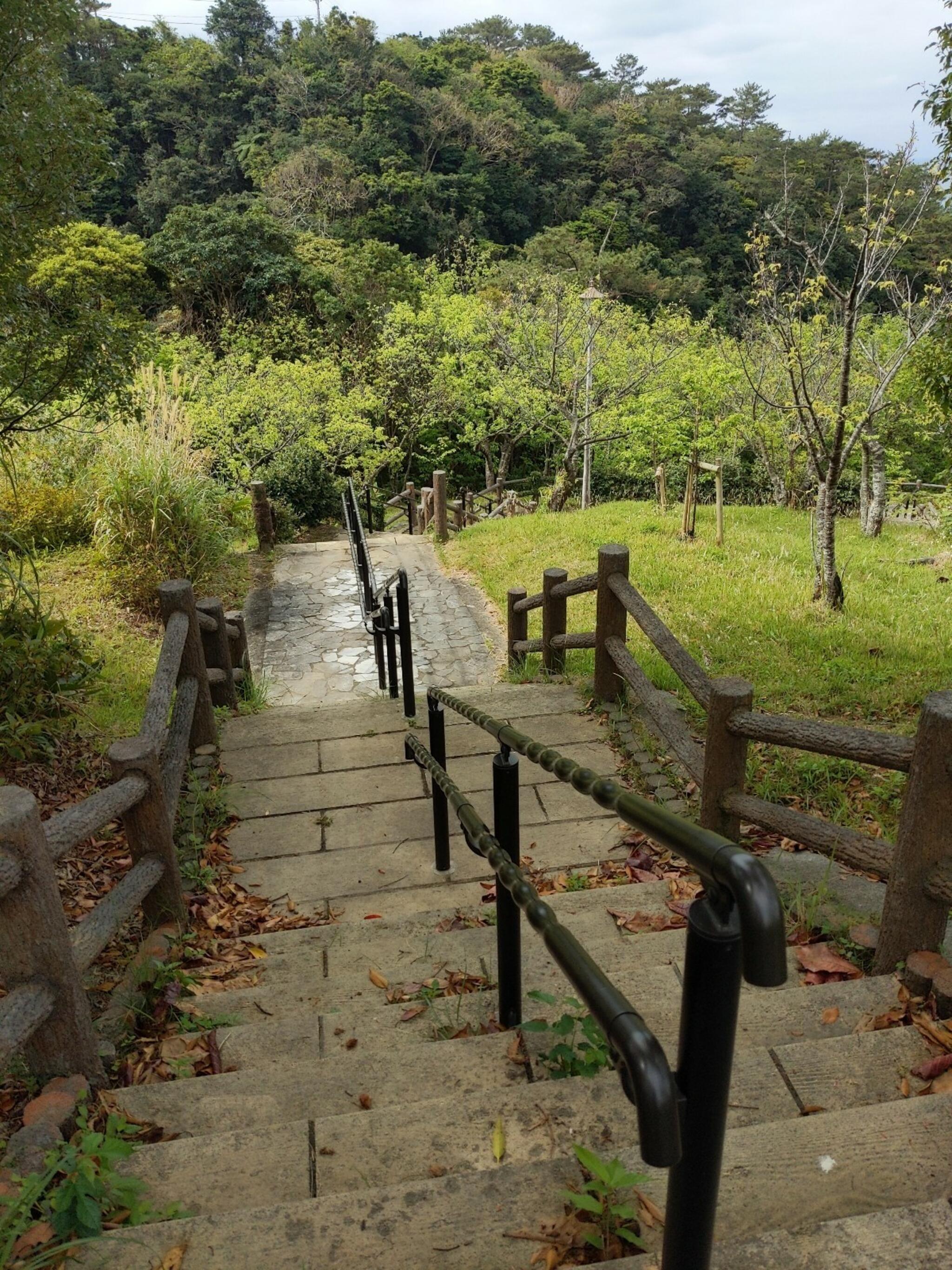 名護城公園 さくらの園の代表写真4