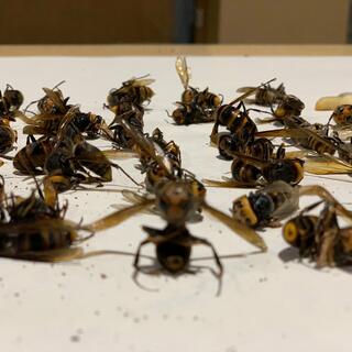 ハチ駆除Beebustersの写真17