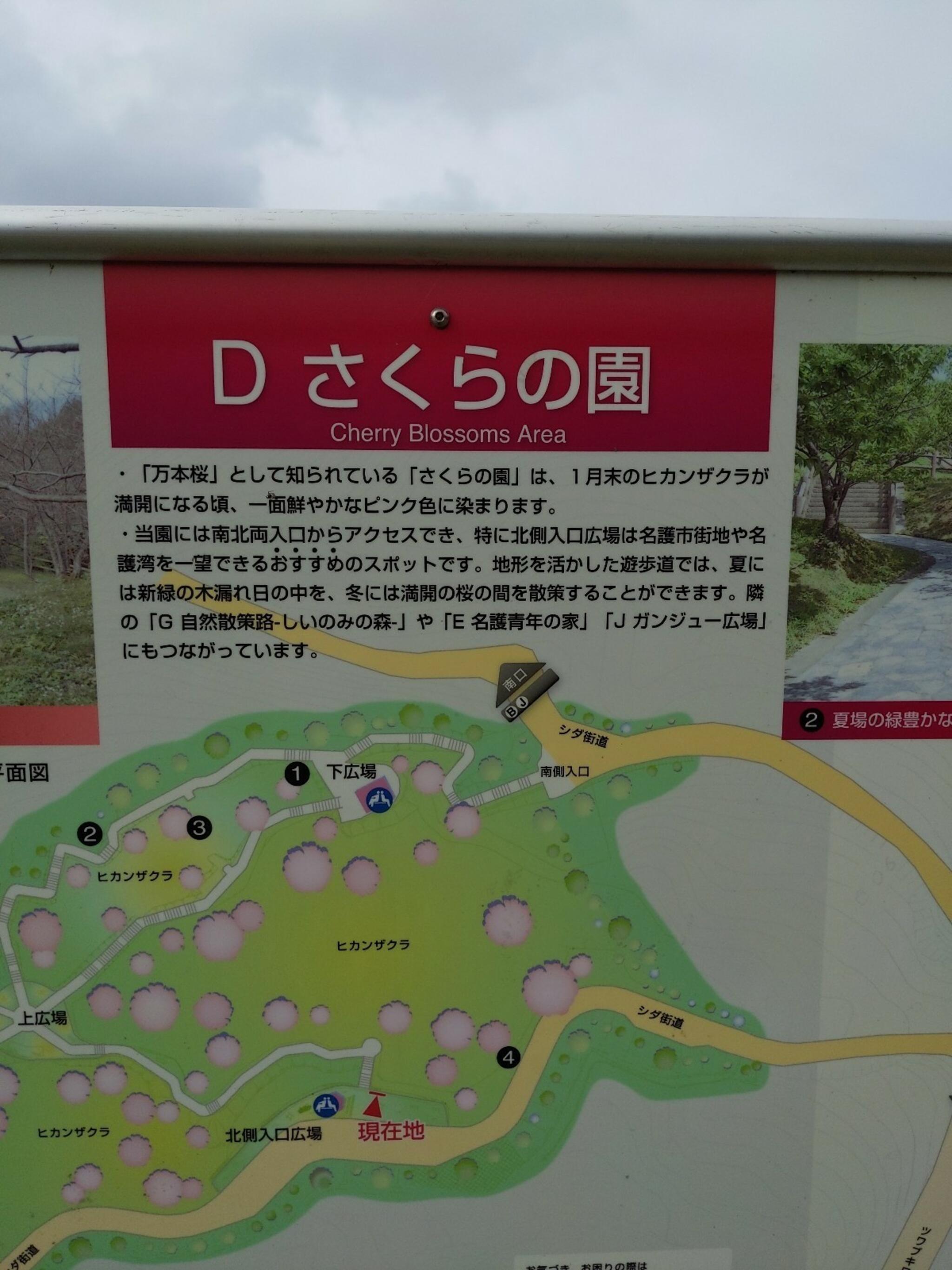 名護城公園 さくらの園の代表写真2