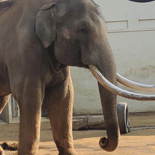 神戸市立王子動物園の写真5