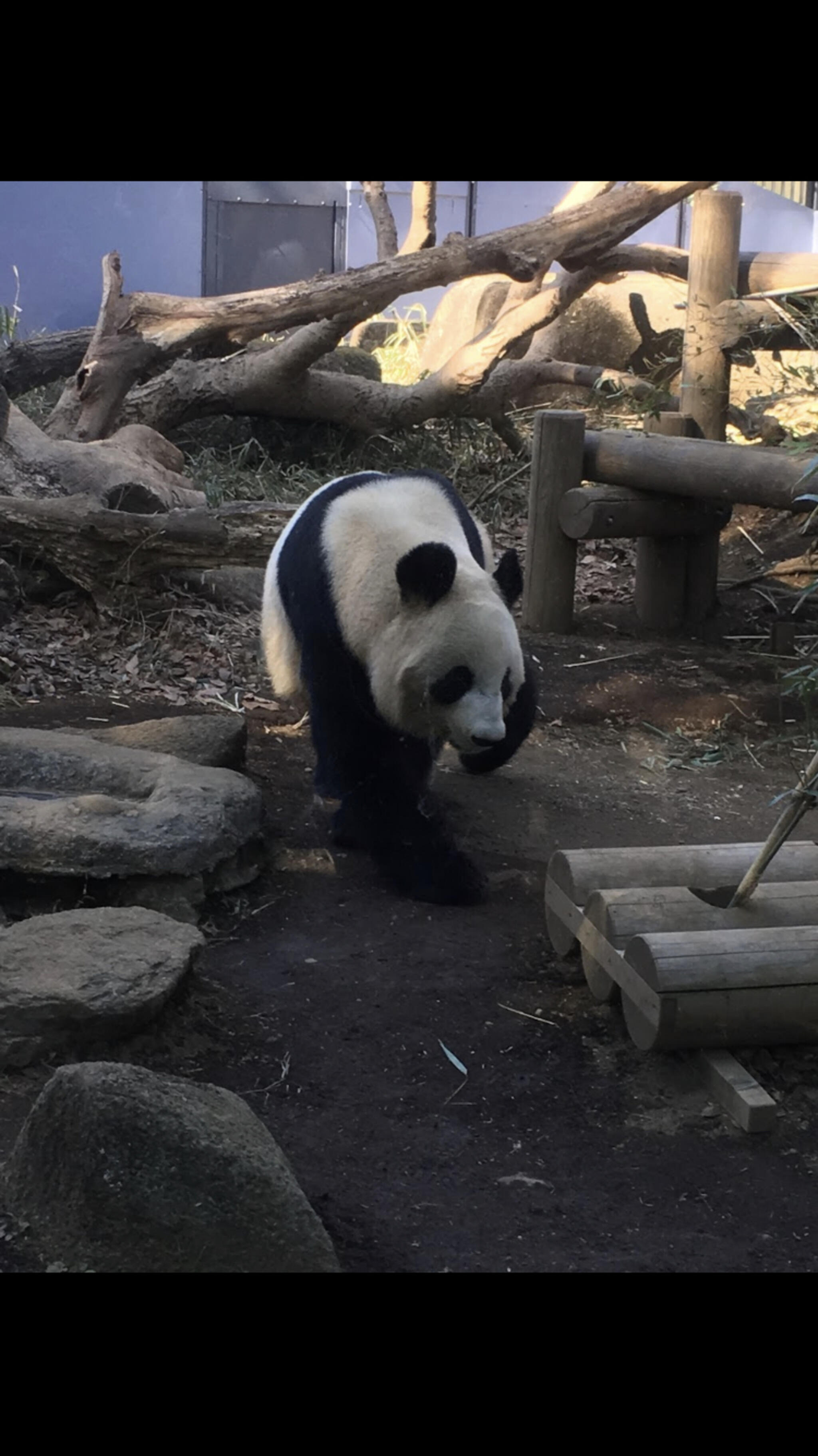 東京都恩賜上野動物園の代表写真8