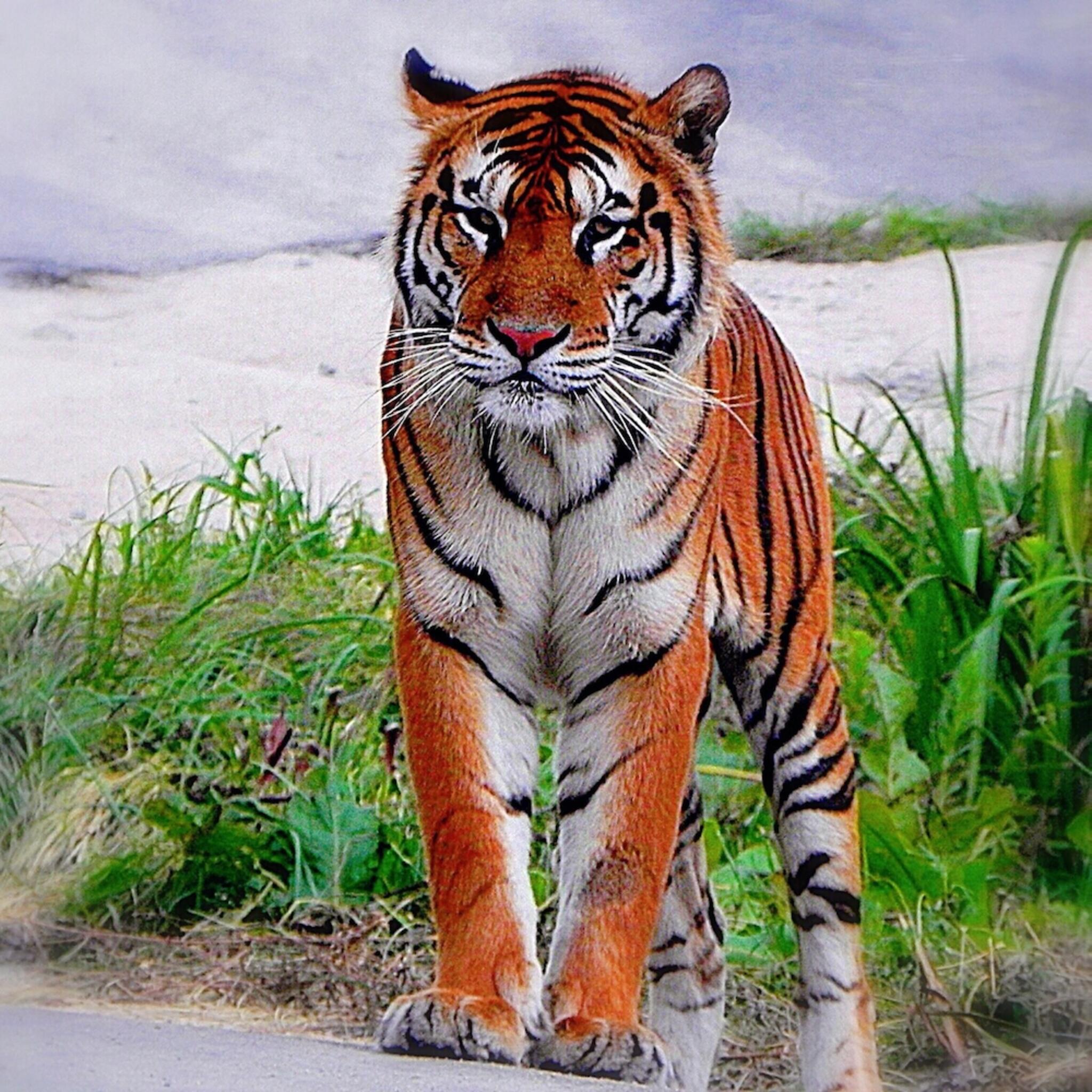 秋吉台自然動物公園サファリランドの代表写真4