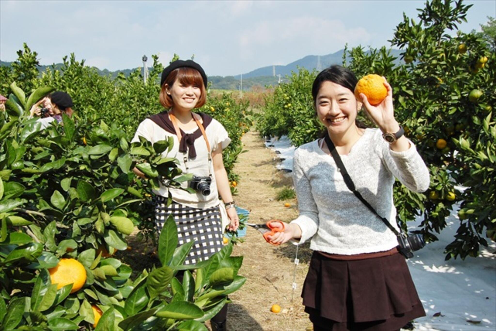 西山田観光農園の代表写真6