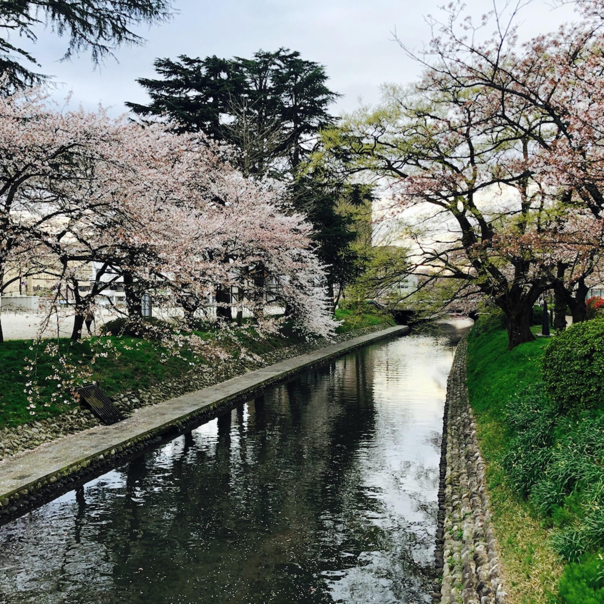 松川べりの桜の代表写真2