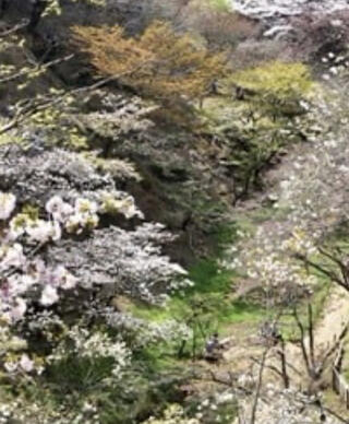 森林総合研究所 多摩森林科学園のクチコミ写真1