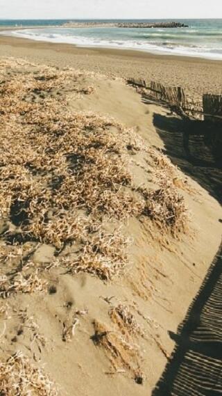 茅ヶ崎ヘッドランドビーチのクチコミ写真1