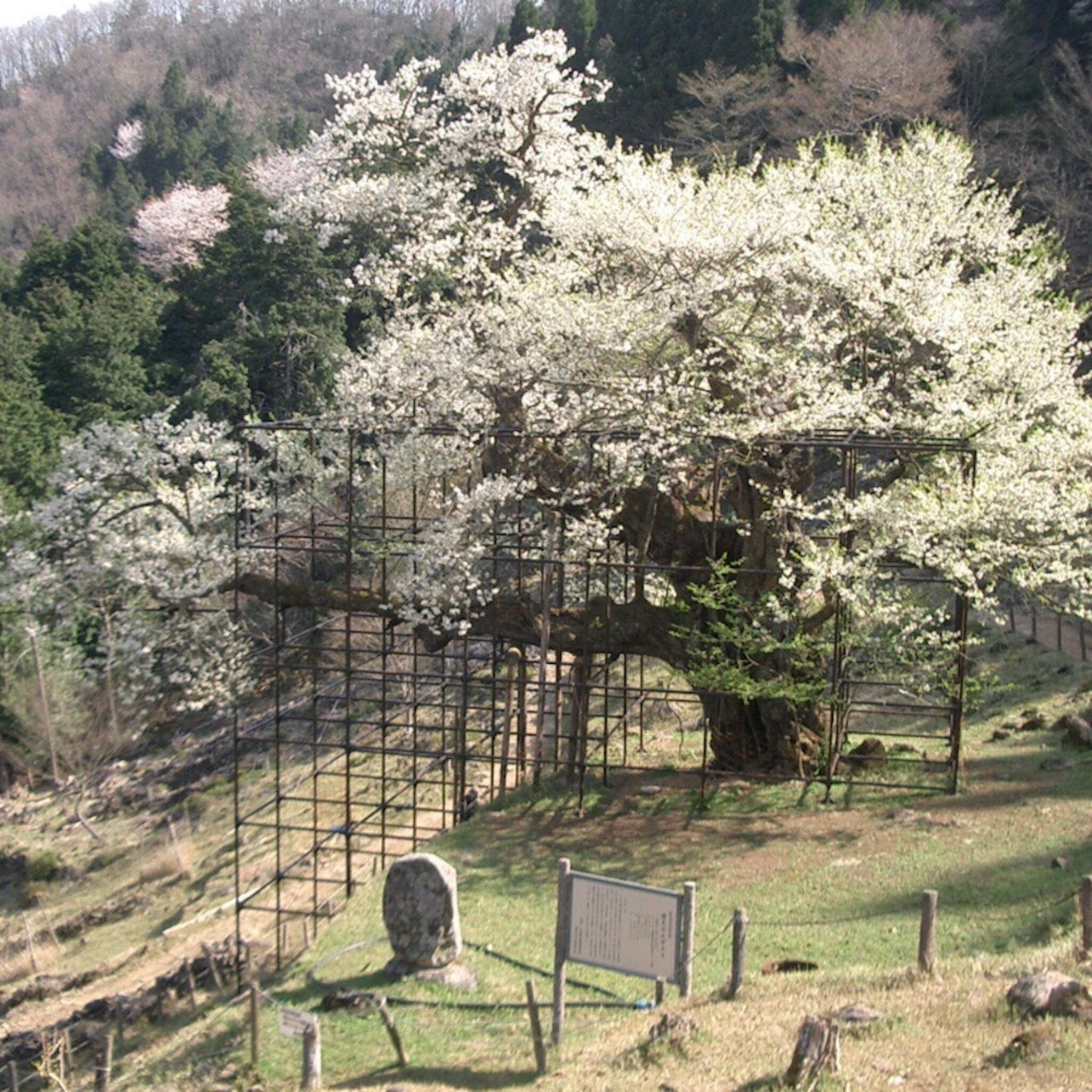 樽見の大桜の代表写真2