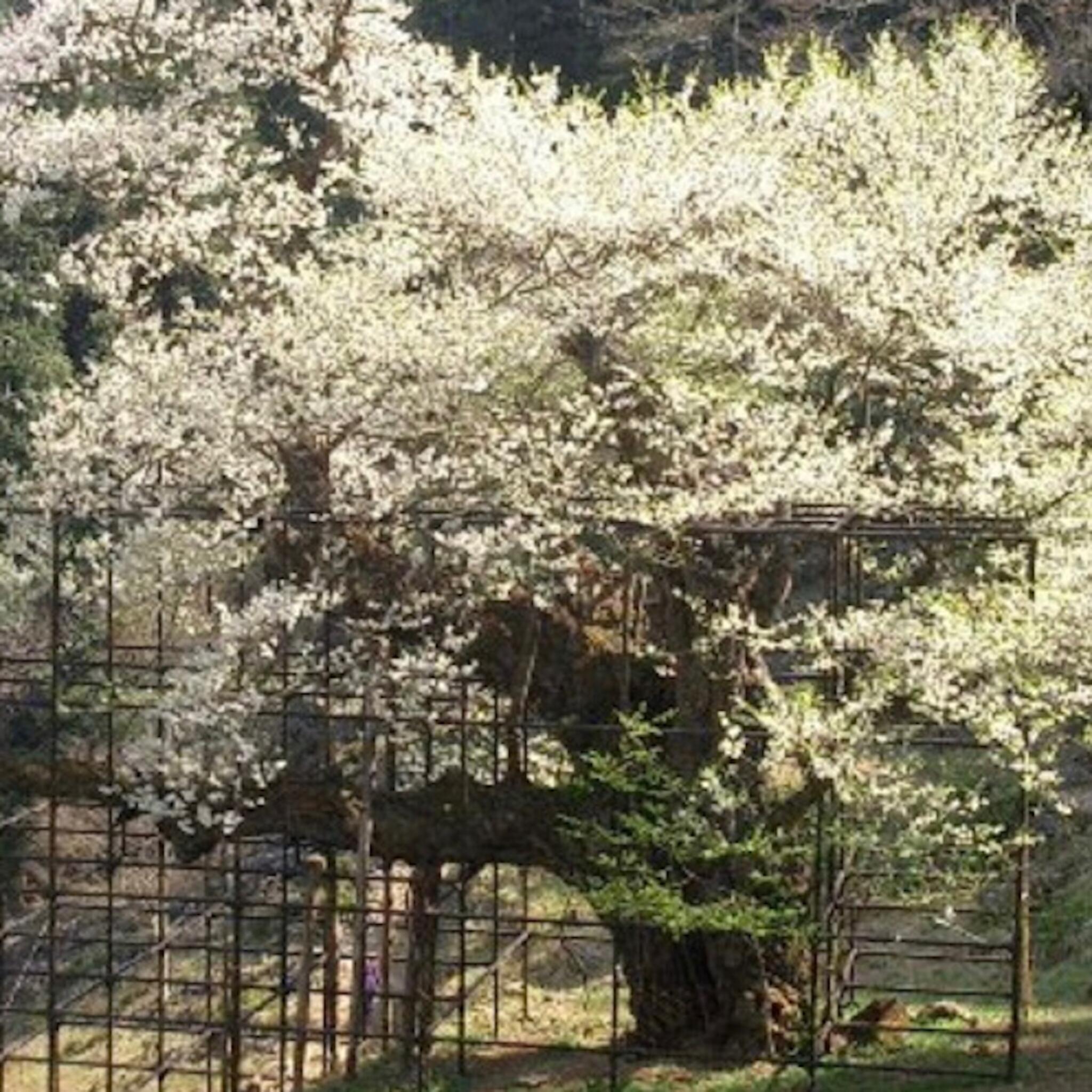 樽見の大桜の代表写真5