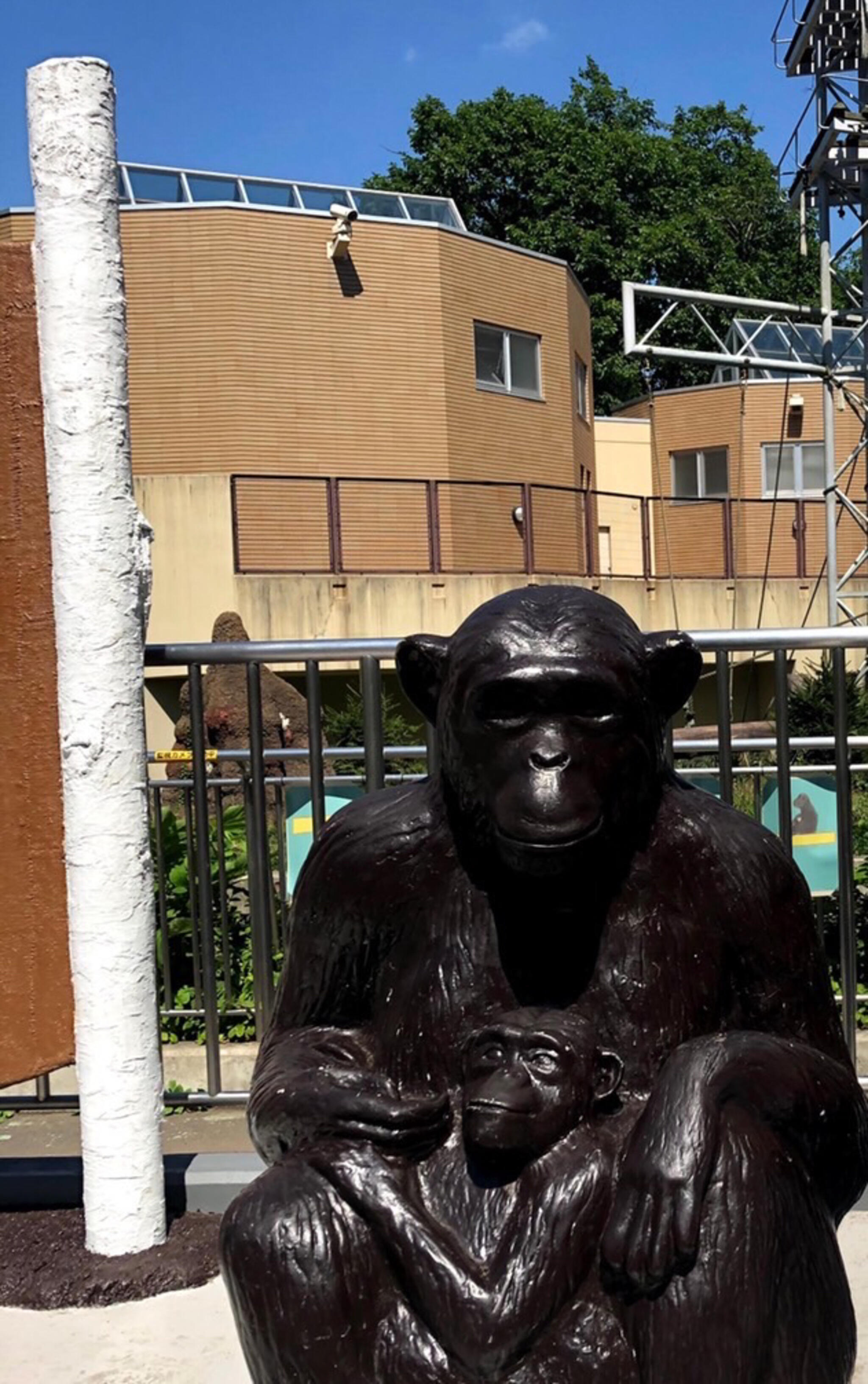 円山動物園 チンパンジー館の代表写真7