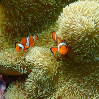 ReeftourHONEY(リーフツアーハニー)の写真30