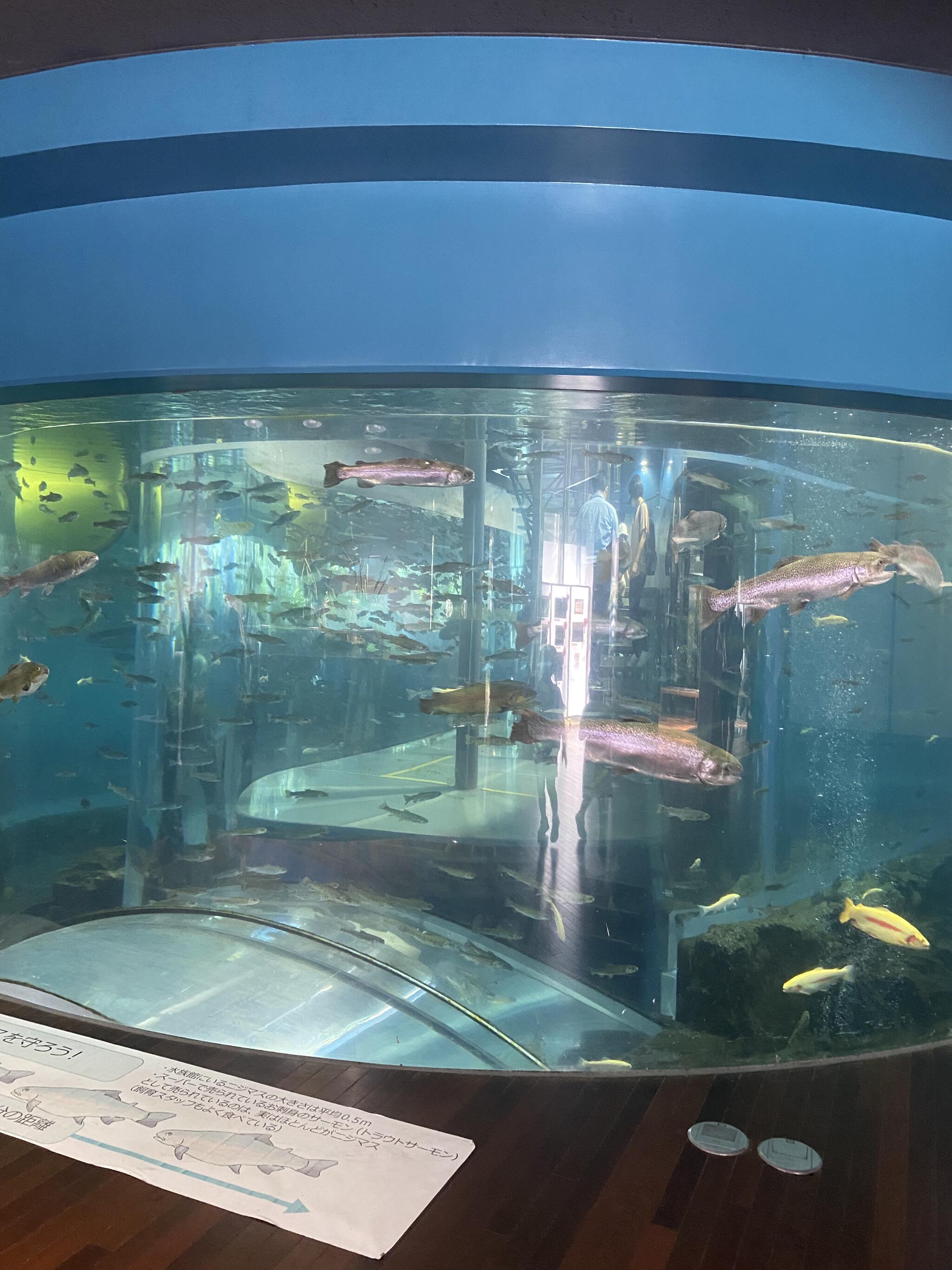 森の中の水族館。山梨県立富士湧水の里水族館の代表写真10