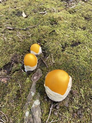 鹿児島県上野原縄文の森のクチコミ写真1