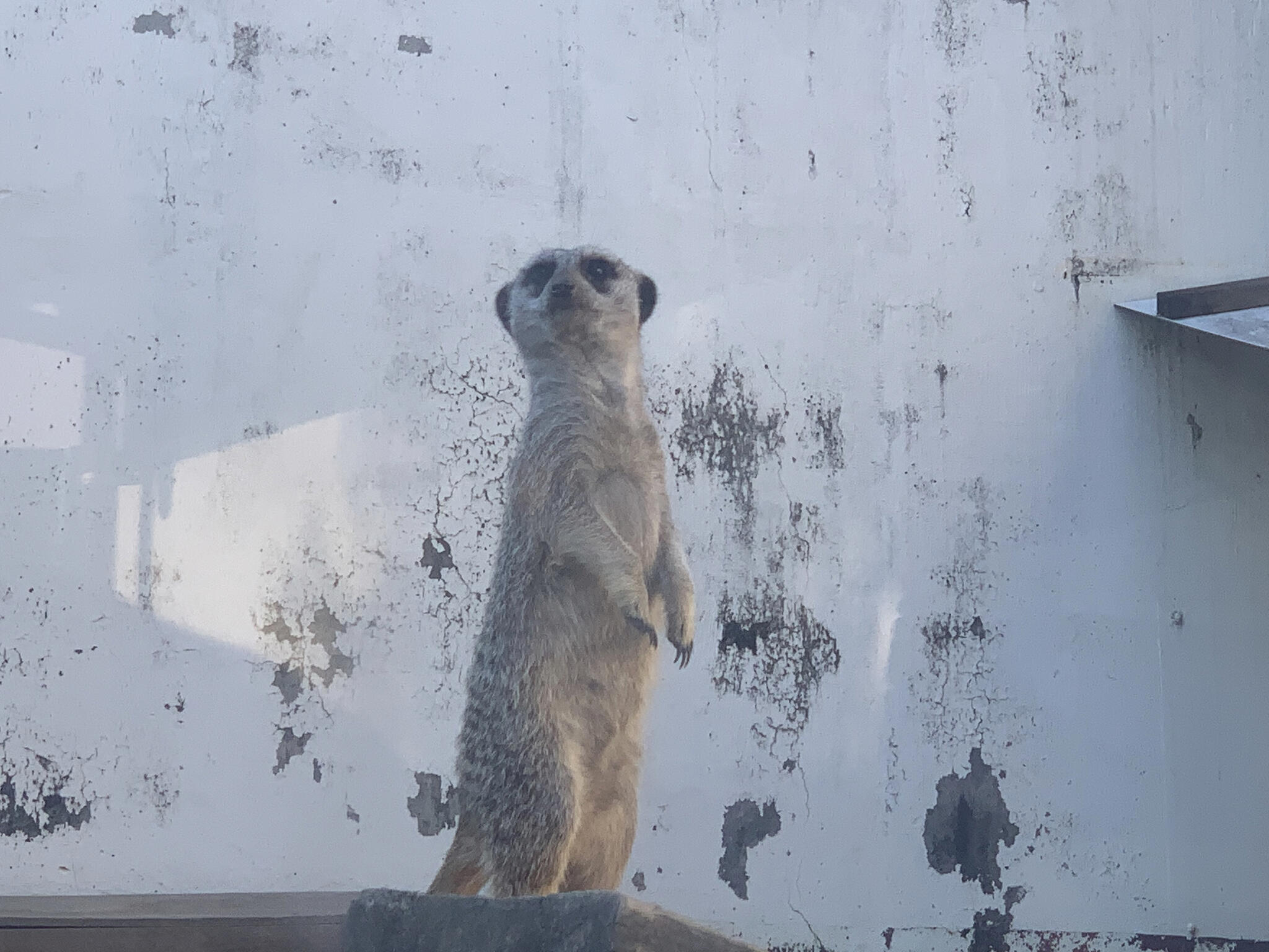 多摩動物公園の代表写真7