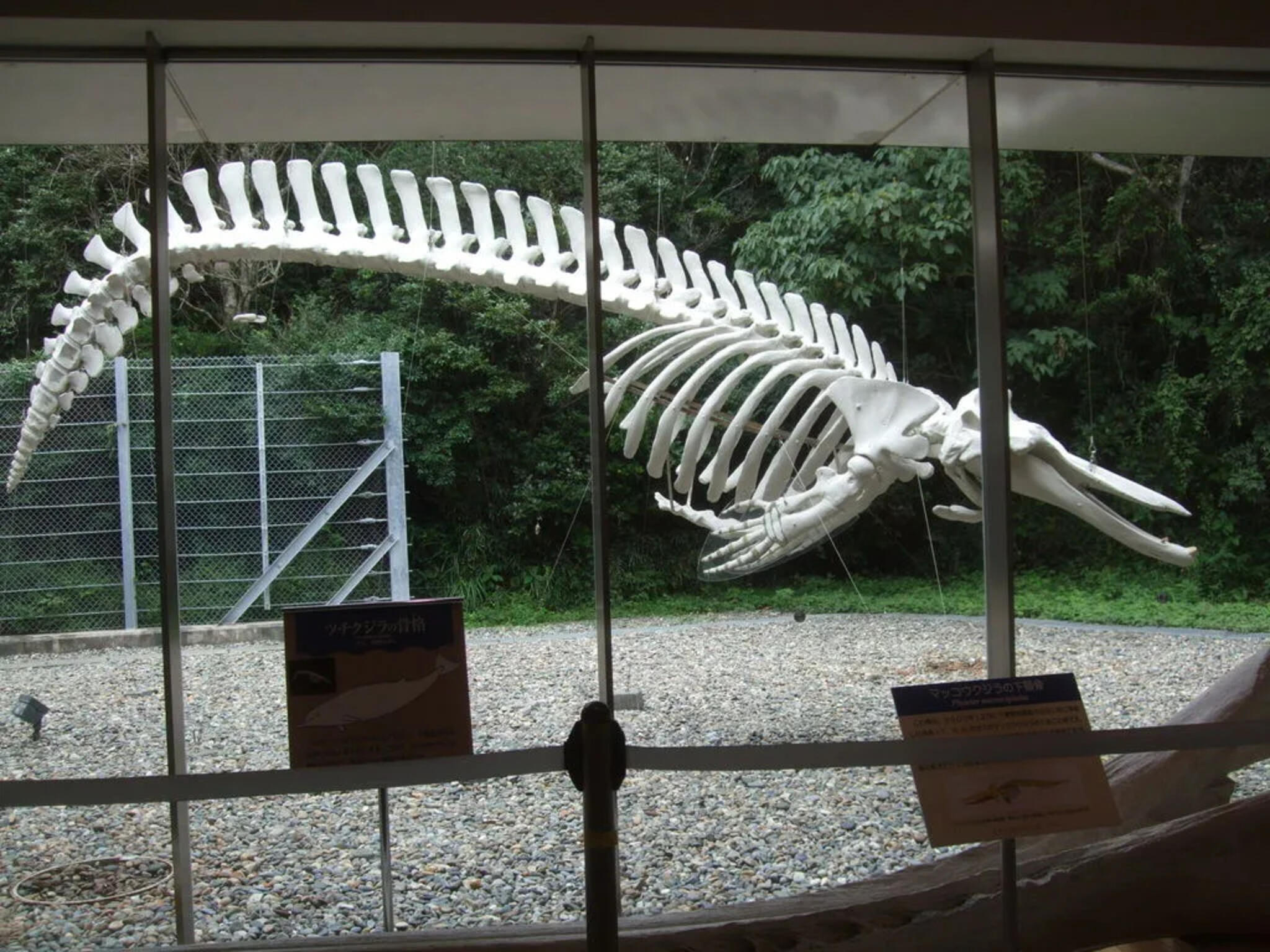 千葉県立中央博物館分館 海の博物館の代表写真10