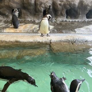 しながわ水族館の写真3