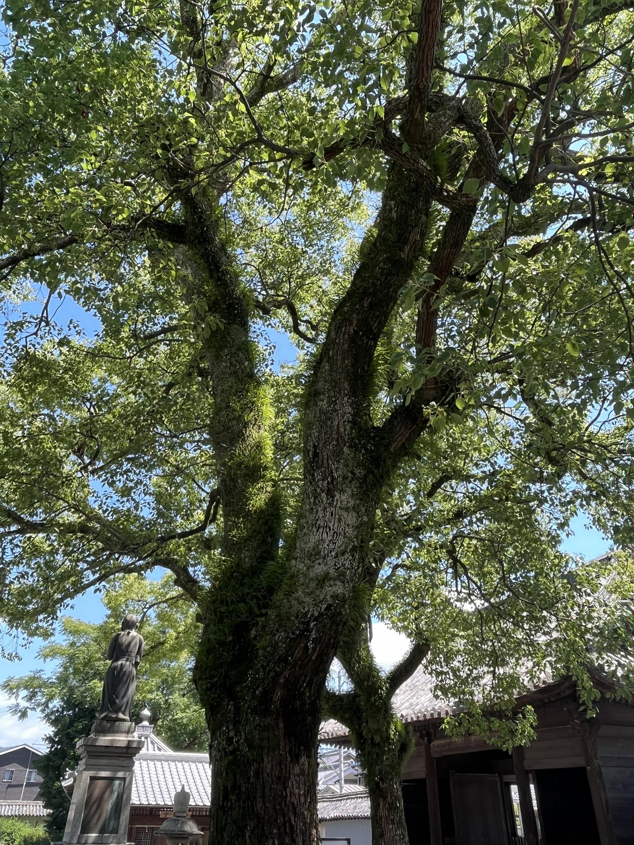 斑鳩寺の代表写真8