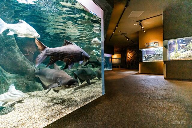 日本水族館立体生物図録1 全14種 世界淡水魚園水族館アクア•トト