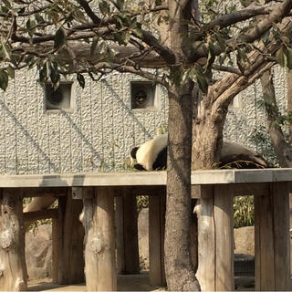 神戸市立王子動物園の写真11