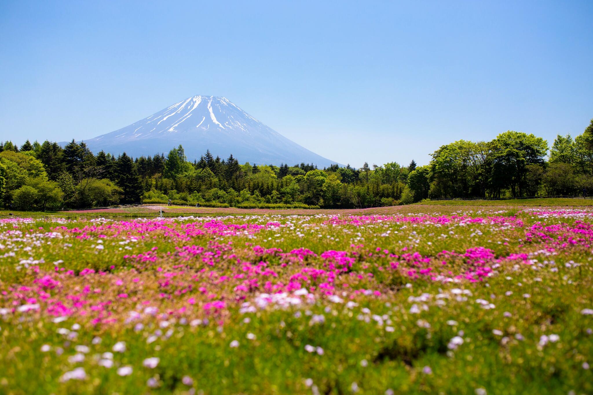 富士芝桜まつり 富士山うまいものフェスタの代表写真8