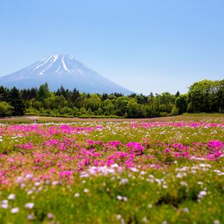 富士芝桜まつり 富士山うまいものフェスタの写真8