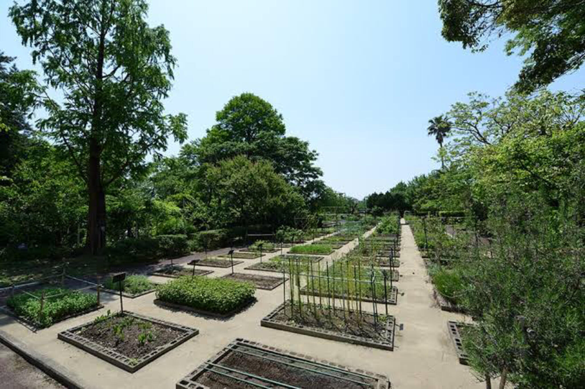 名古屋市立大学薬学部 薬用植物園の代表写真1