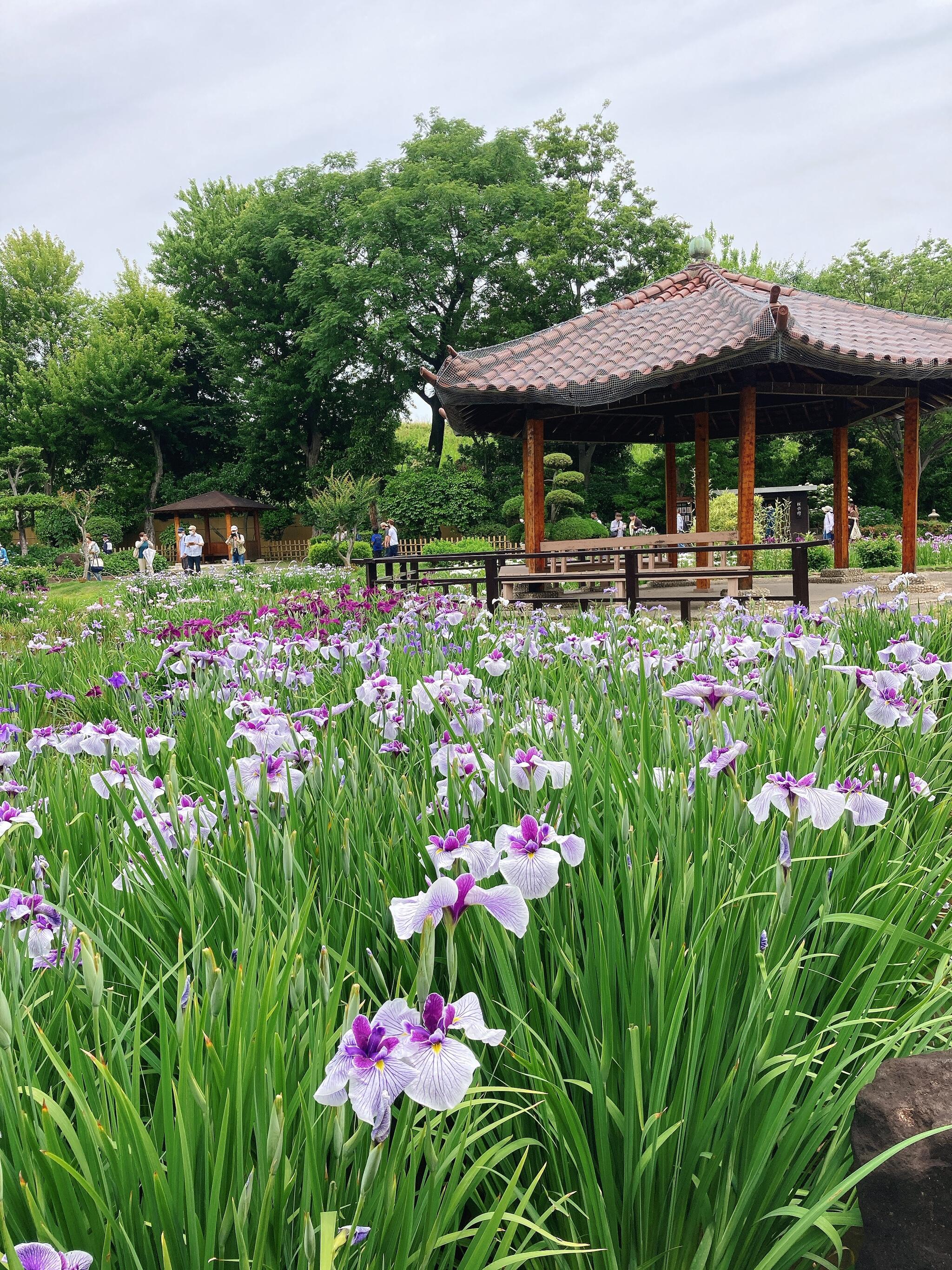 城北菖蒲園の代表写真1