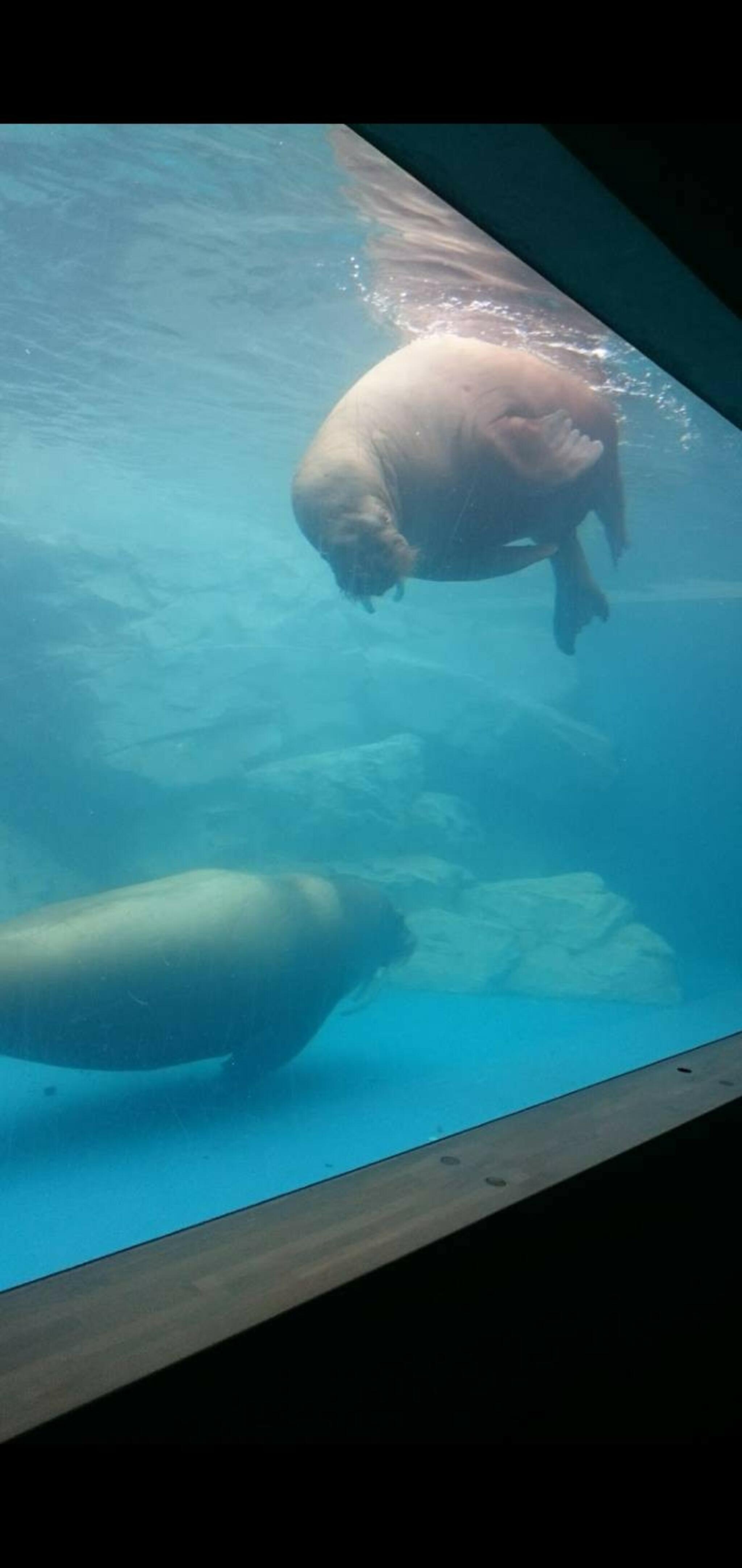 大分マリーンパレス水族館「うみたまご」の代表写真9