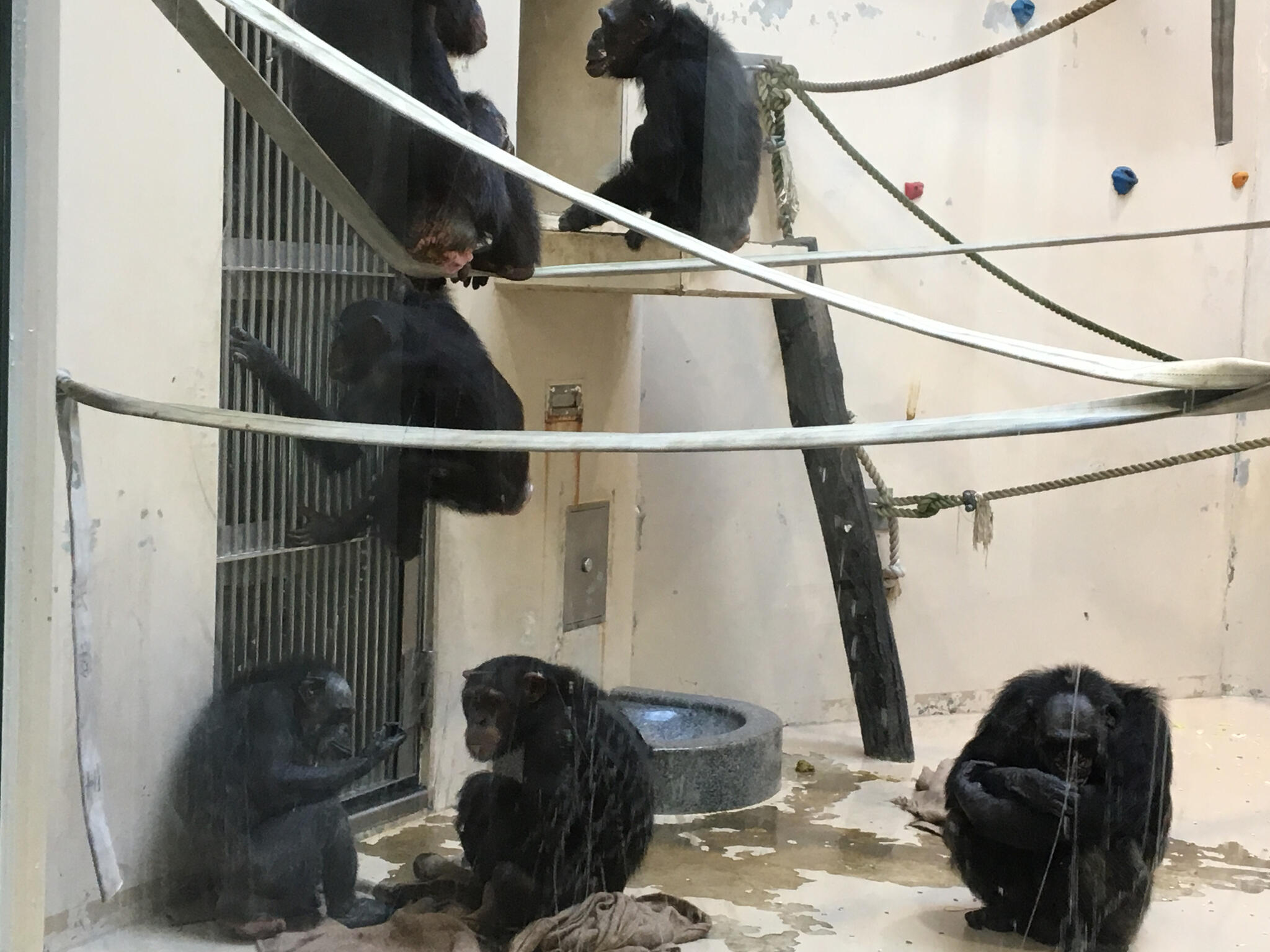 円山動物園 チンパンジー館の代表写真4