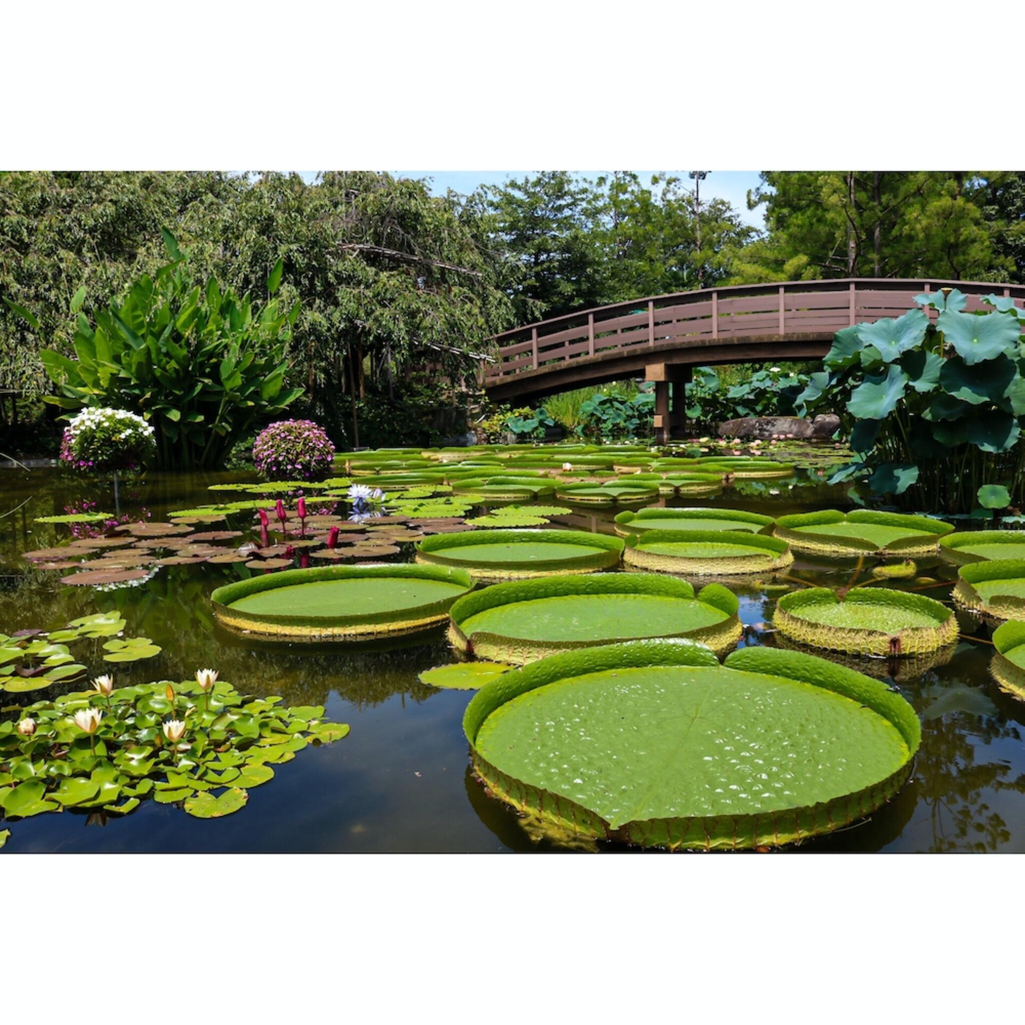 草津市立水生植物公園みずの森の代表写真10
