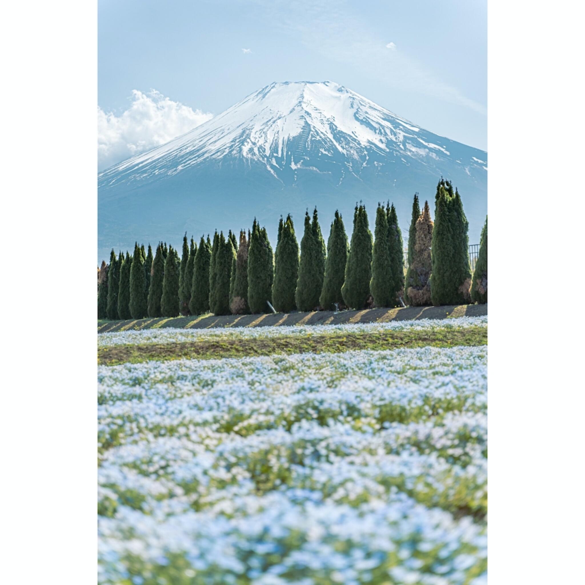 山中湖 花の都公園の代表写真6