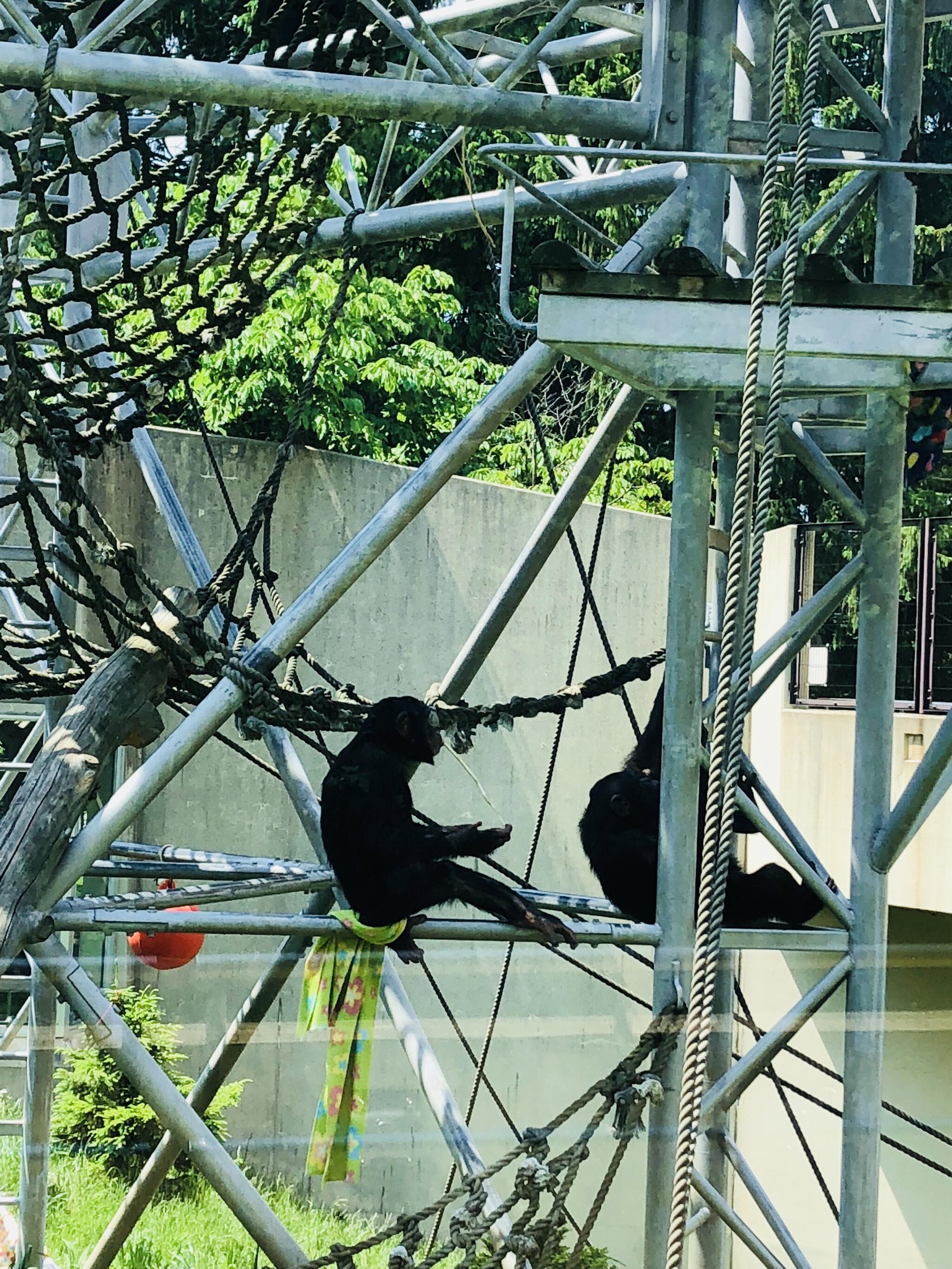 円山動物園 チンパンジー館の代表写真9