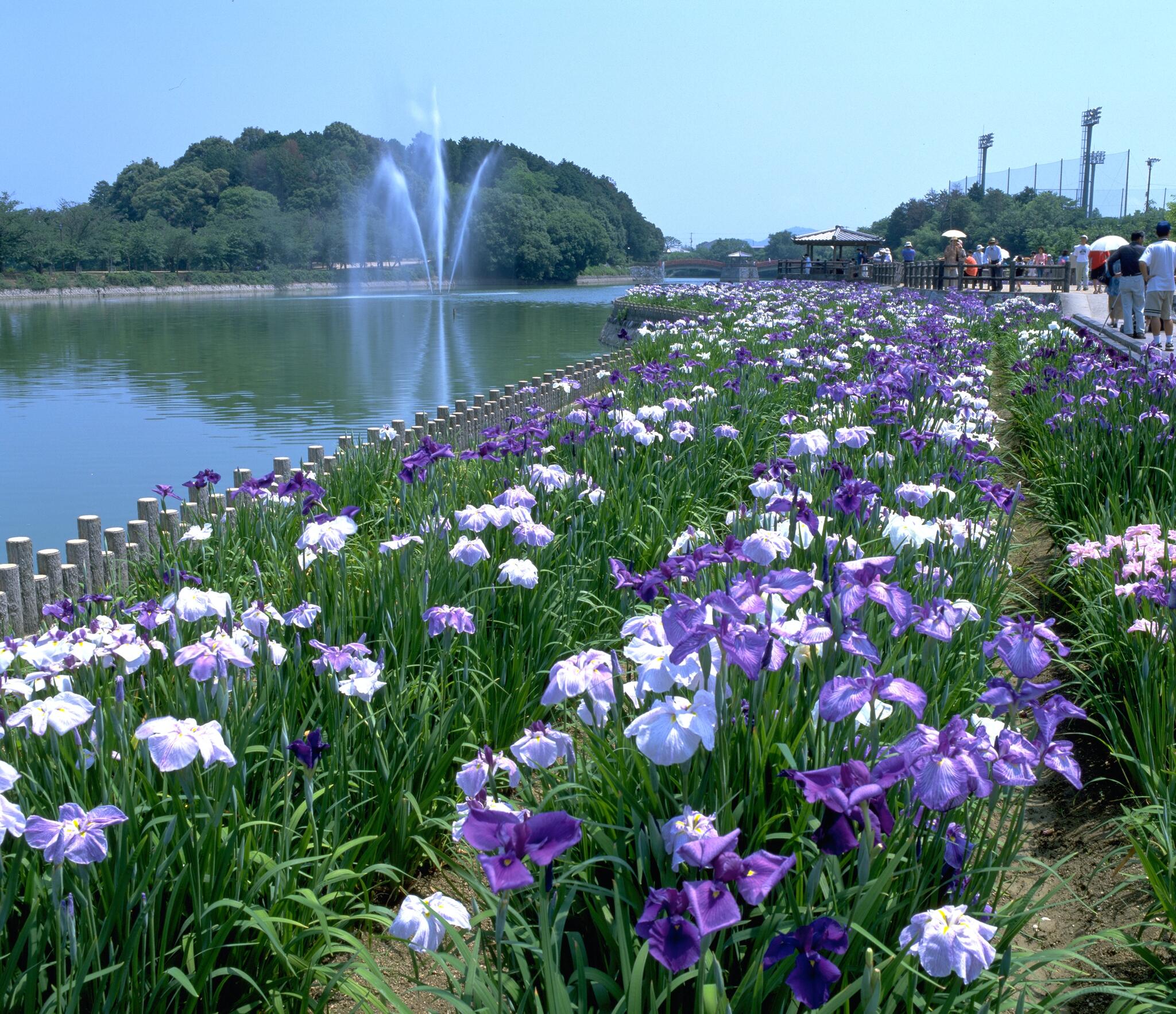 香川県立亀鶴公園の代表写真7