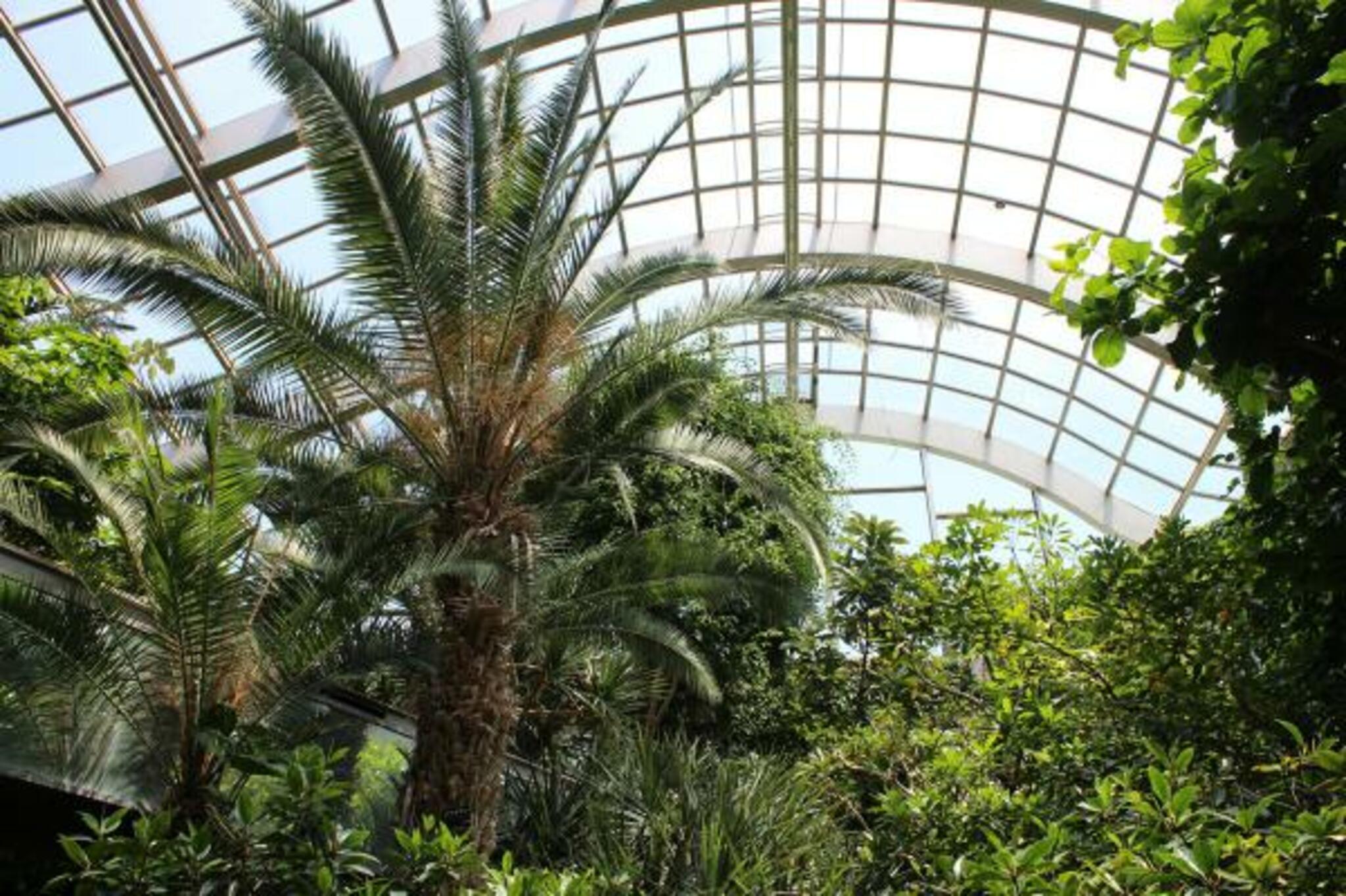 板橋区立熱帯環境植物館の代表写真8