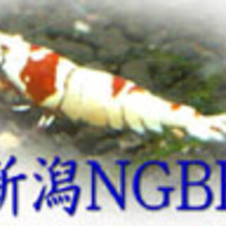 NGBRの写真4