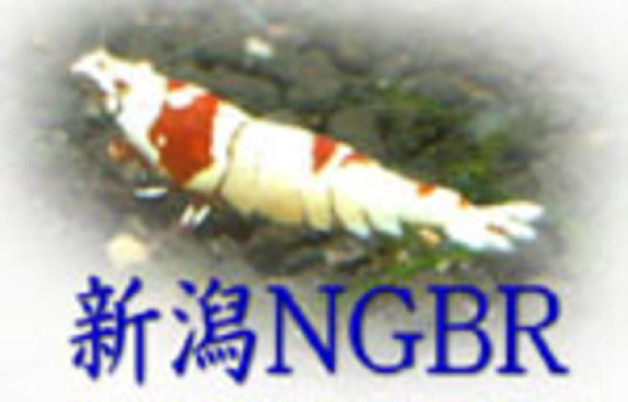 NGBRの代表写真4