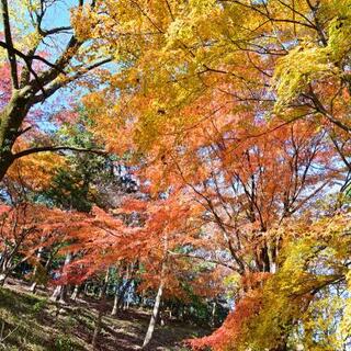 飯山白山森林公園の写真11