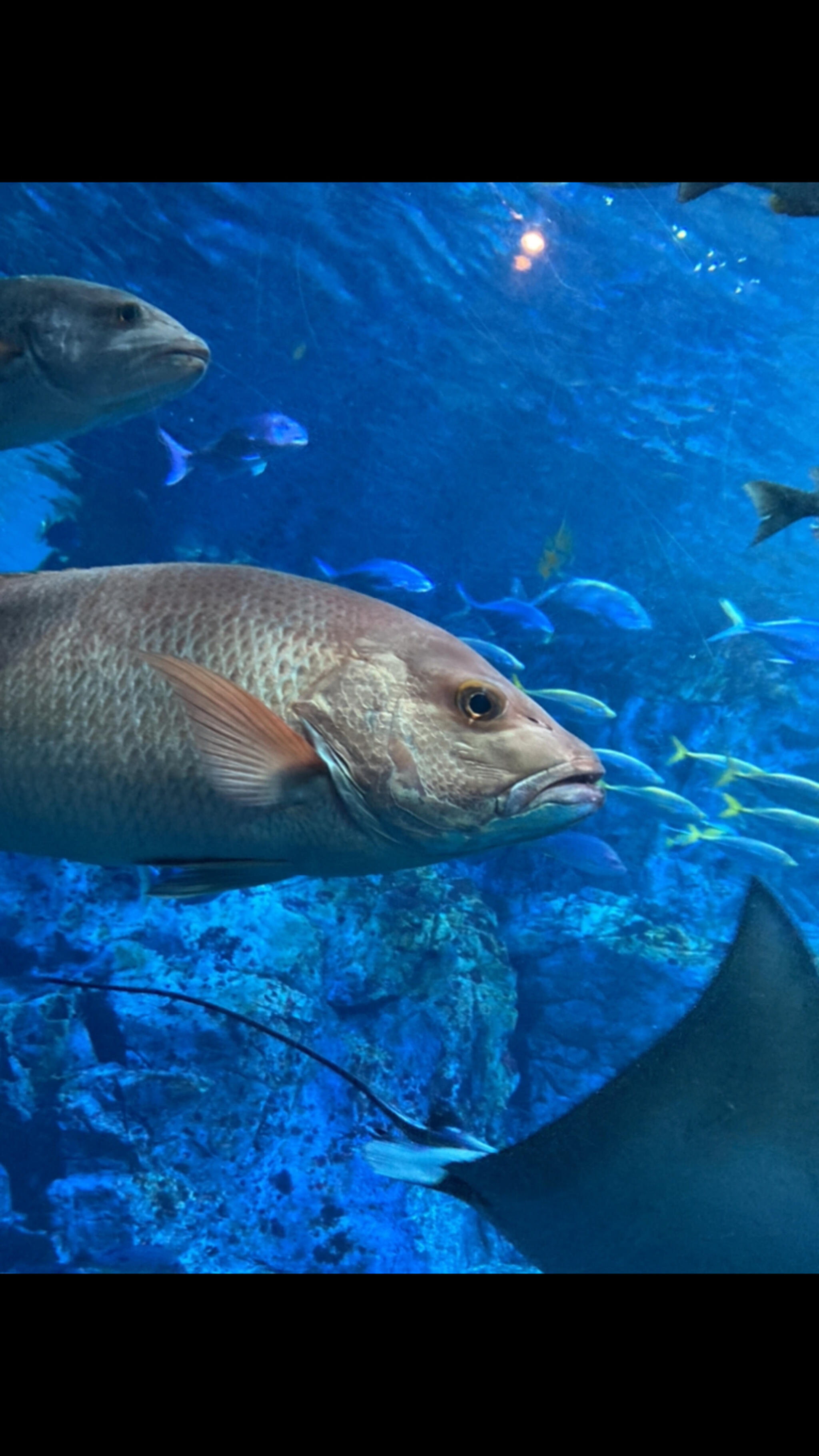 大分マリーンパレス水族館「うみたまご」の代表写真4