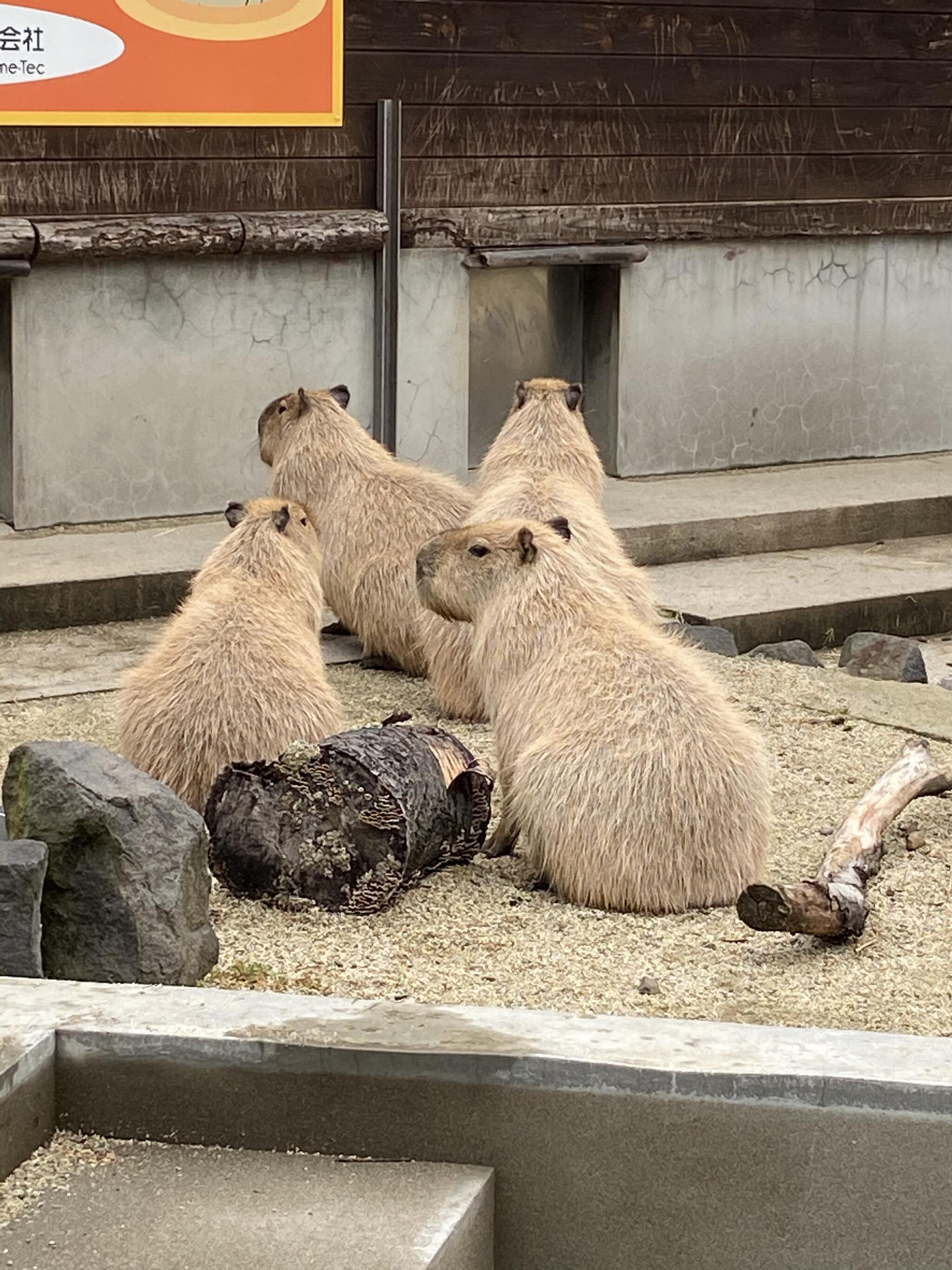 秋田市大森山動物園の代表写真9