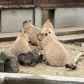 秋田市大森山動物園の写真9