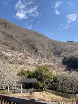 幕山公園のクチコミ写真1