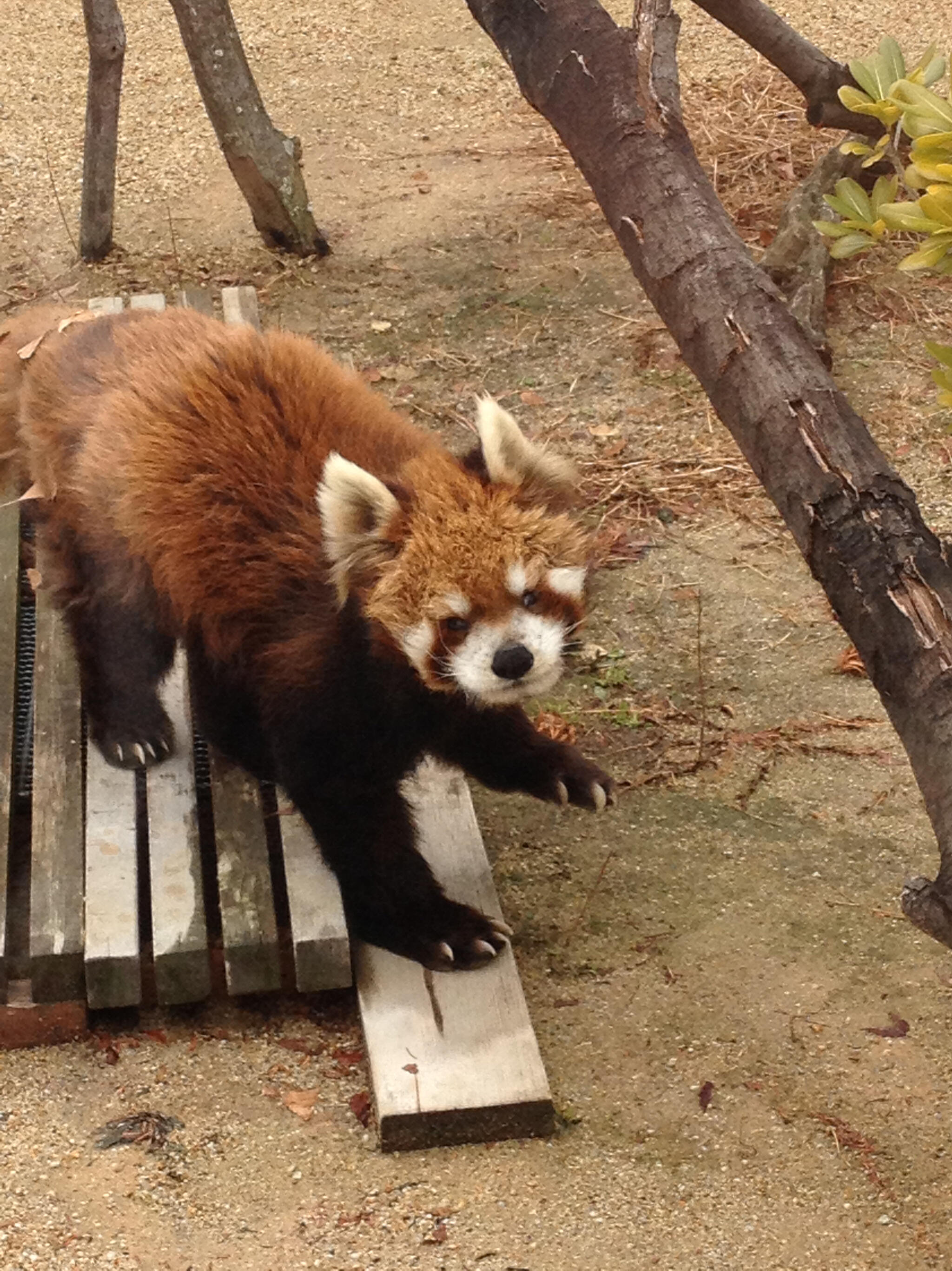 福知山市動物園の代表写真9