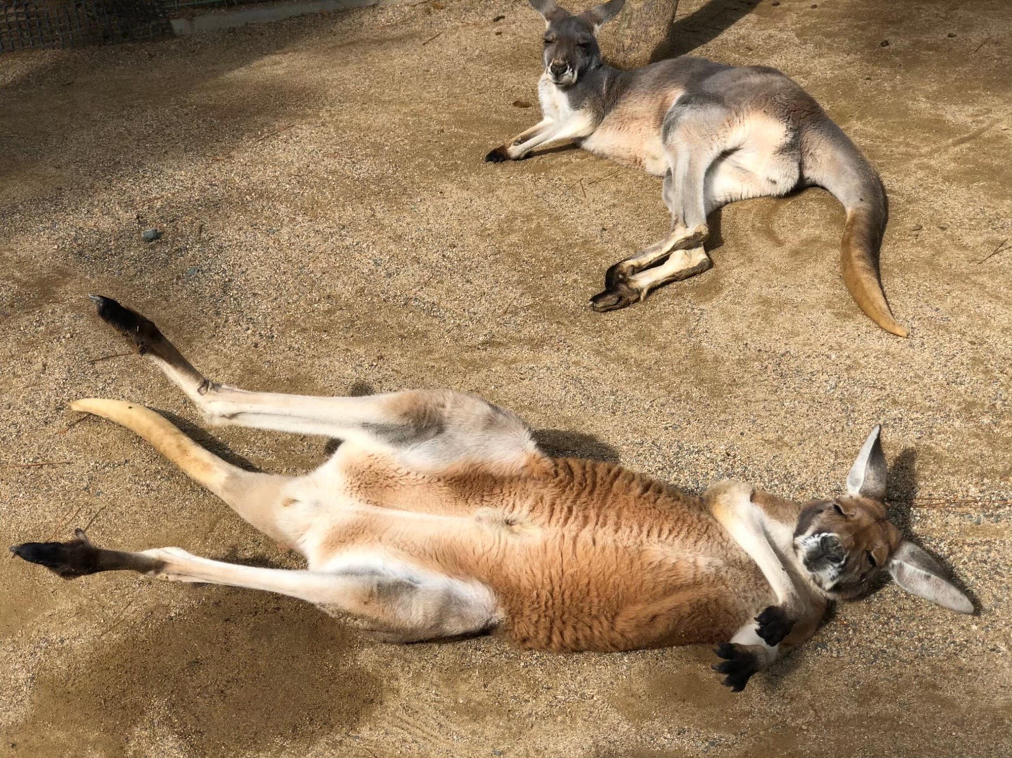 動物の森の代表写真4