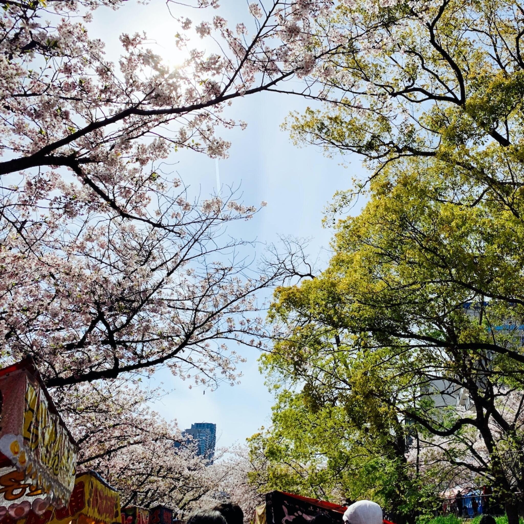 造幣局 桜の通り抜けの代表写真4