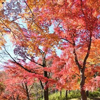 飯山白山森林公園の写真4
