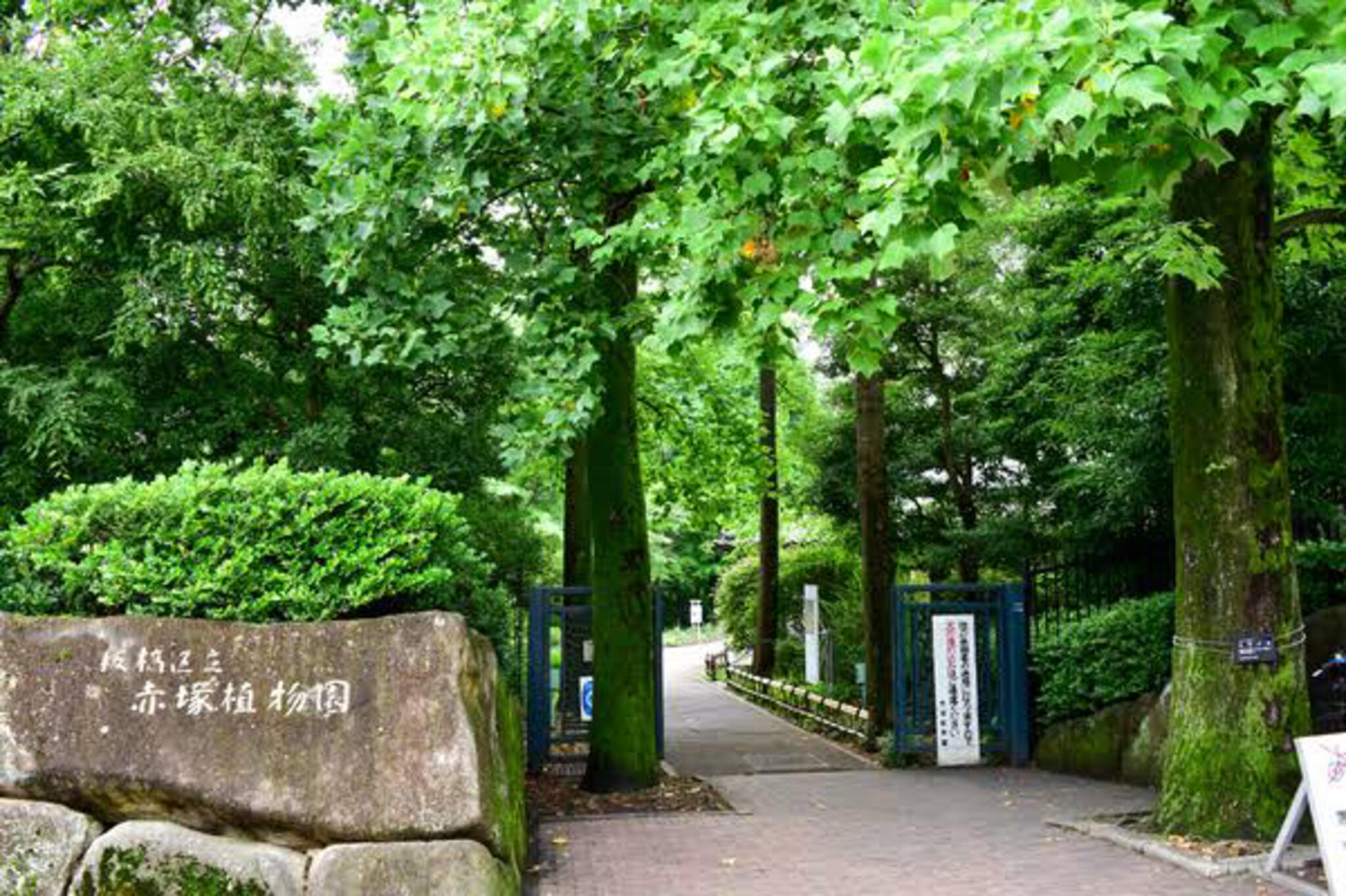 赤塚植物園の代表写真4