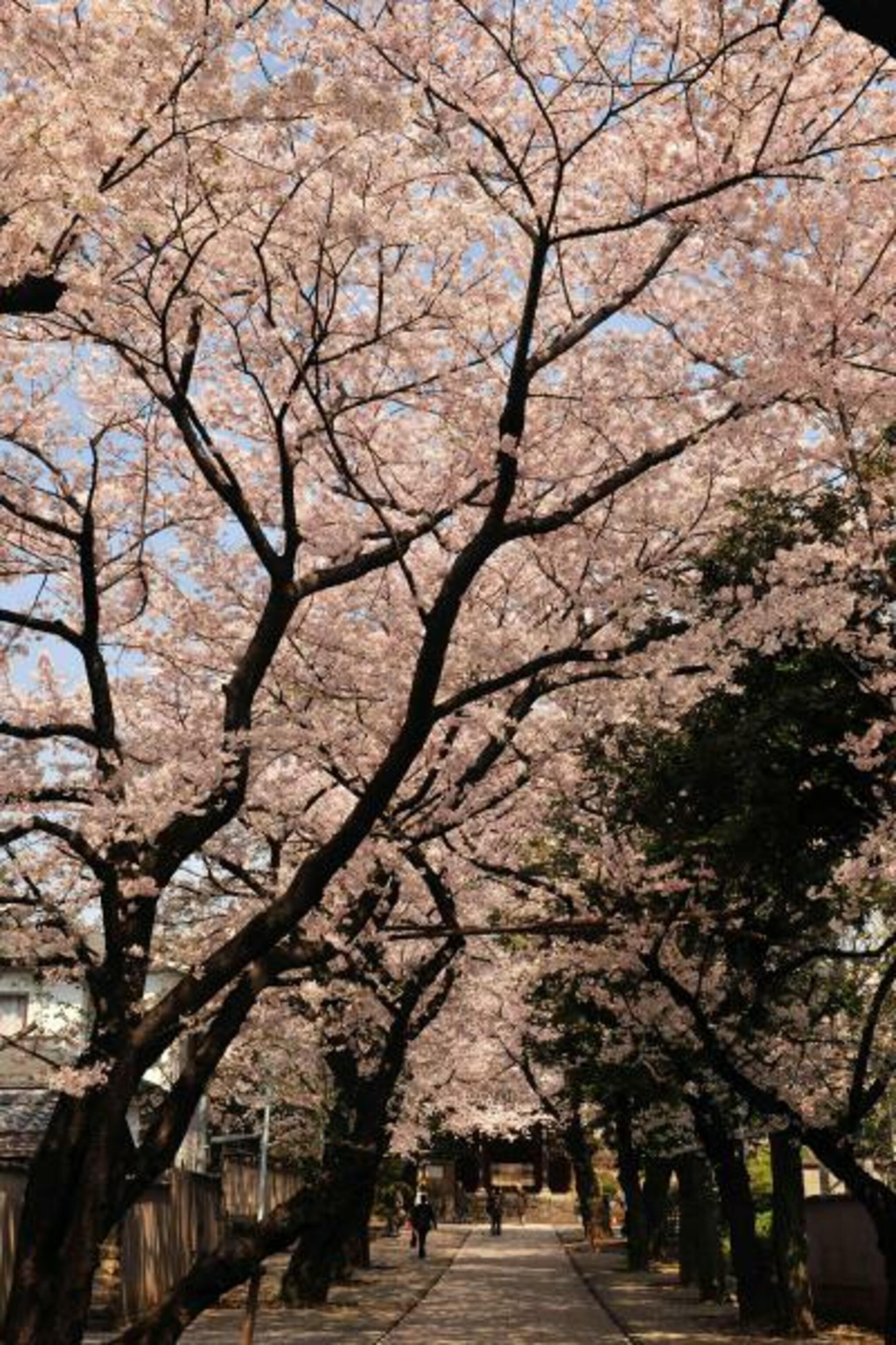 法明寺の代表写真3