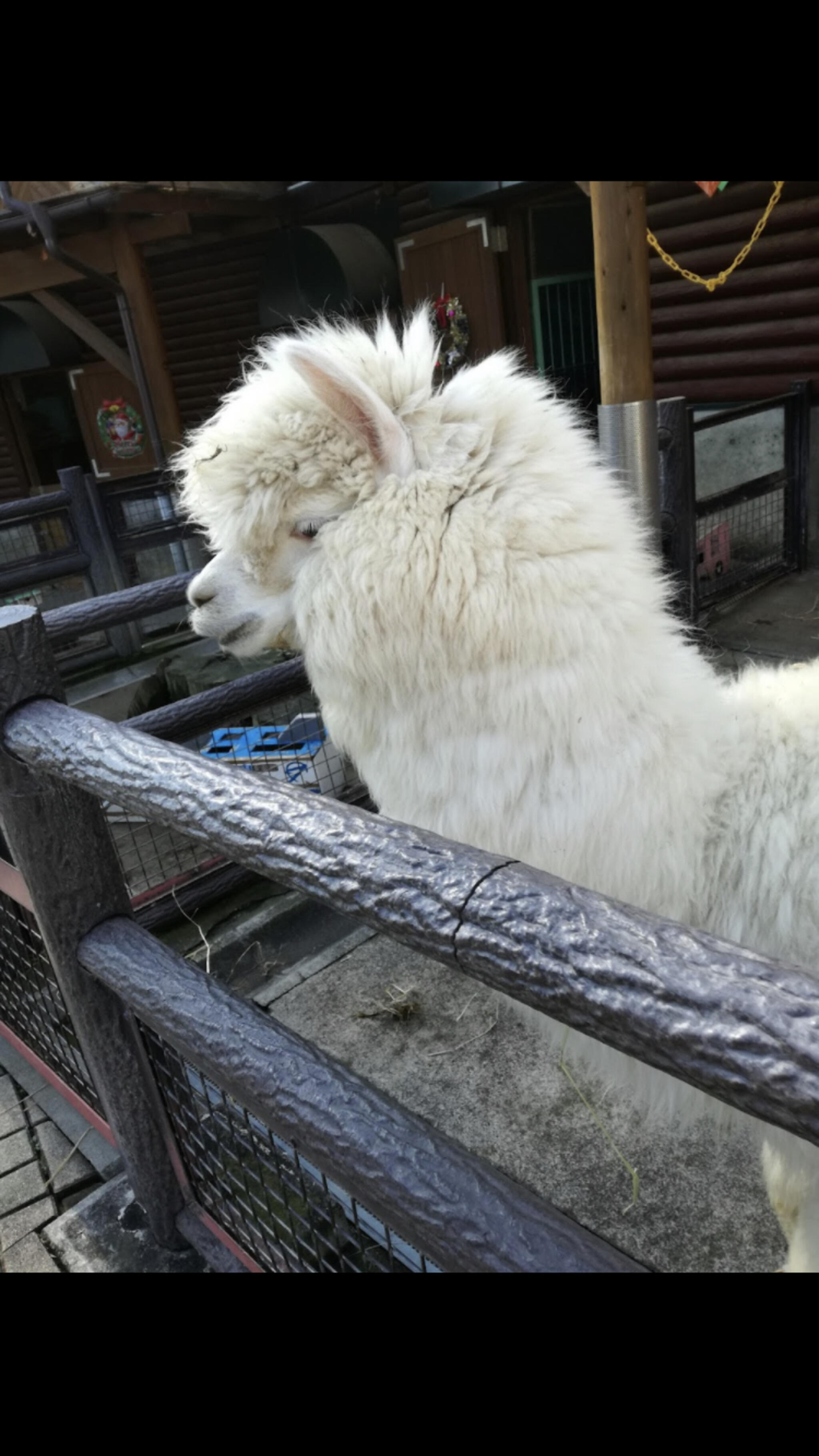 長野市 茶臼山動物園の代表写真4