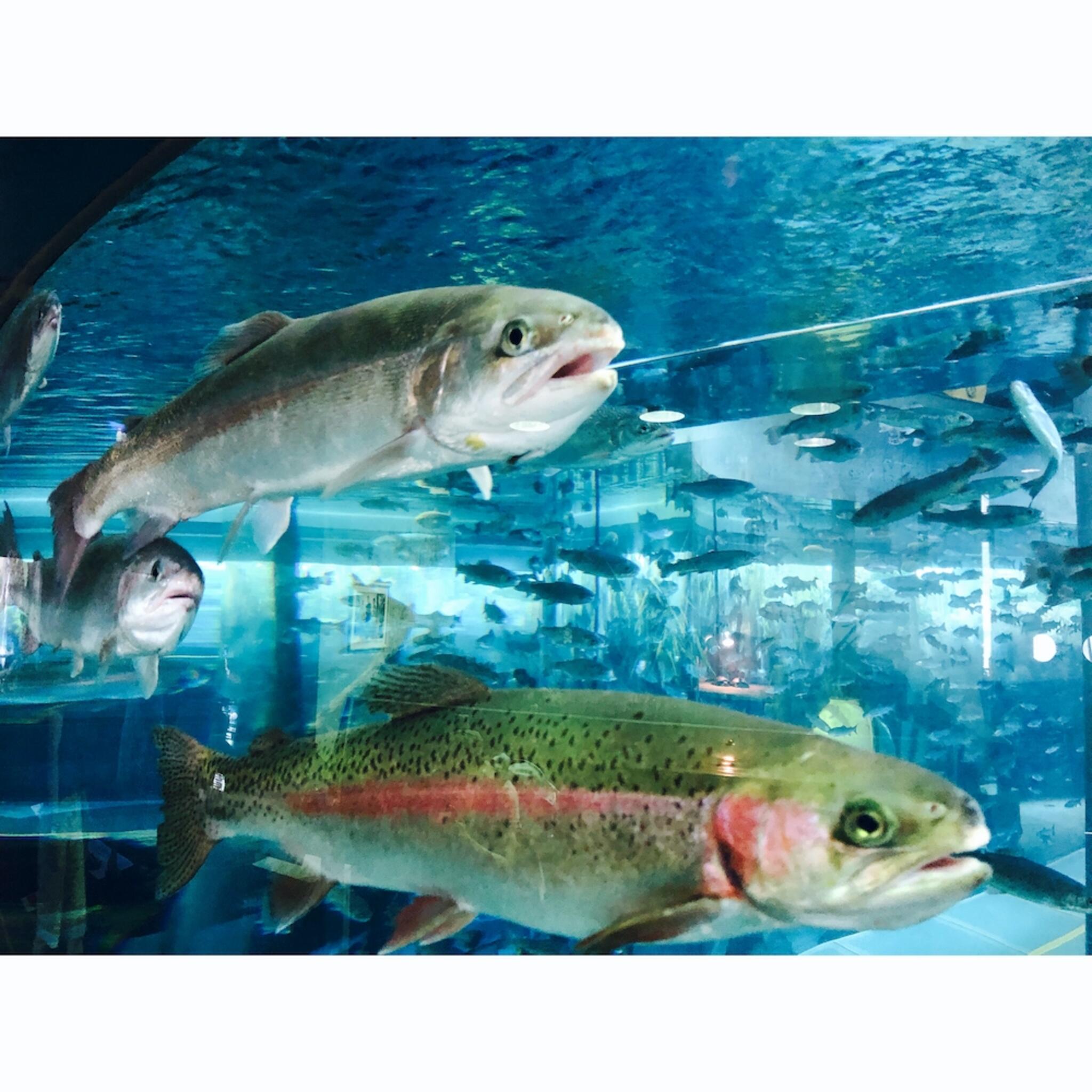 森の中の水族館。山梨県立富士湧水の里水族館の代表写真9